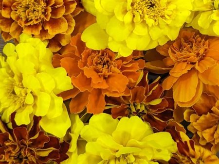 Fresh Edible Flowers - Marigolds, French Mix Online