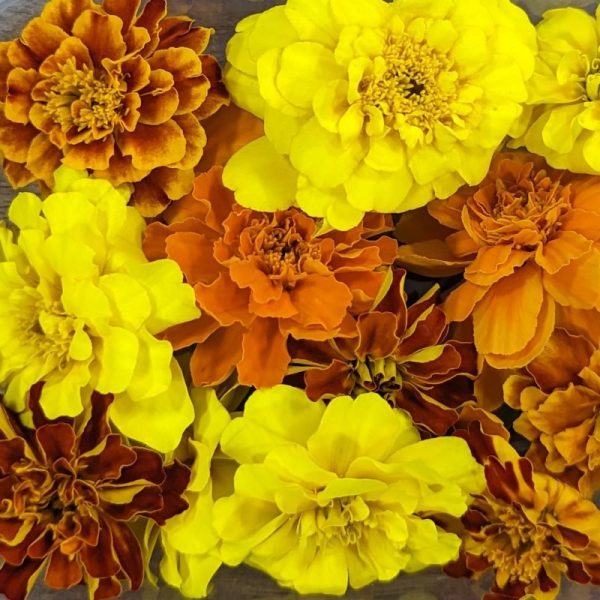 Fresh Edible Flowers - Marigolds, French Mix Online