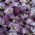 Dried Edible Flowers - Chive Flowers Online Hot Sale