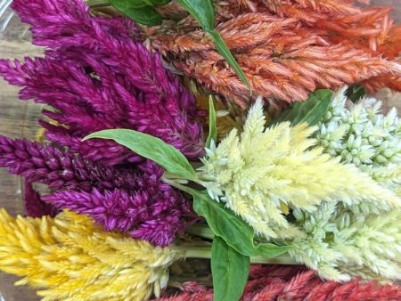 Fresh Edible Flowers - Celosia, Kimono Mix Sale