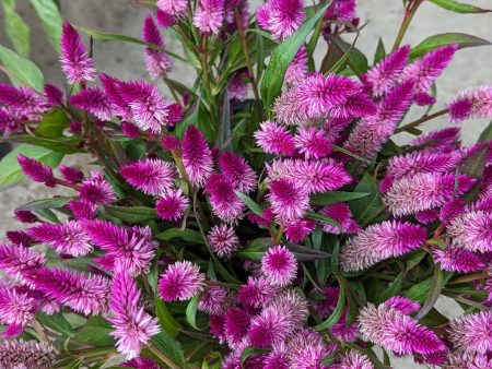 CVO Potted Cutting Garden Flowers - Celosia, Ruby Parfait Supply