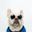 Super Cool Pet Glasses Online now