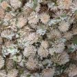 Dried Edible Flowers - Gomphrena, White Online Hot Sale