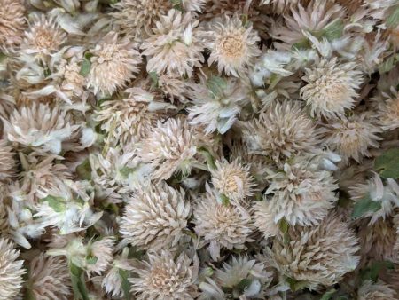 Dried Edible Flowers - Gomphrena, White Online Hot Sale