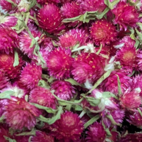 Dried Edible Flowers - Gomphrena, Carmine Discount