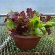 CVO Potted Plants - 10  Cut & Come Again Salad Bowl For Discount