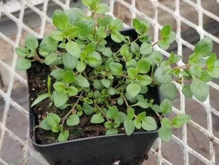 CVO Potted Plants - Creeping Thyme Discount