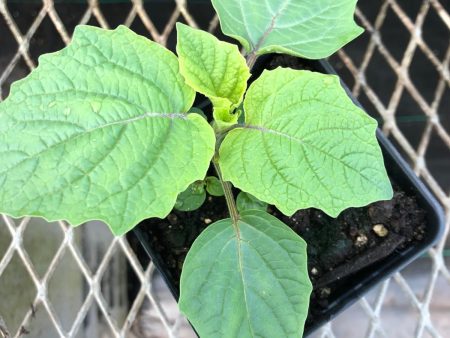 CVO Potted Plants - Ground Cherries Supply