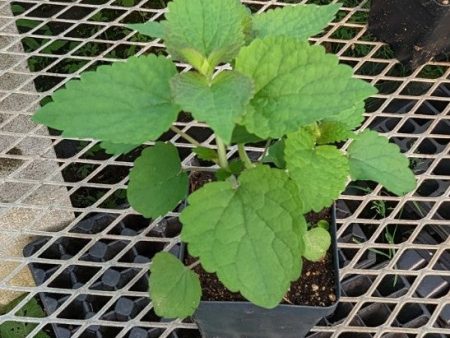 CVO Potted Plants - Anise Hyssop Cheap