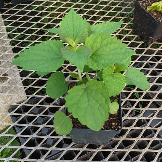 CVO Potted Plants - Anise Hyssop Cheap